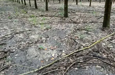 Ótima fazenda com seringueiras e mogno africano na região de araguaína no município de muricilândia-to