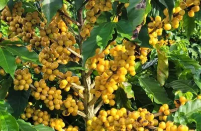 Fazenda produtora de café com 270 hectares em nova esperança-mg