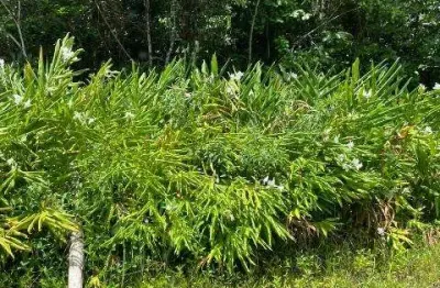 Terreno à venda no São Fernando, Itanhaém 