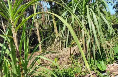 Terreno para venda em itanhaém, jardim das palmeiras