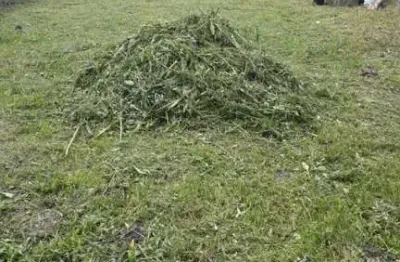 Terreno à venda no Balneário Gaivota, Itanhaém 