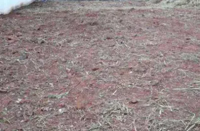 Terreno à venda no Loteamento Residencial Jardim dos Pinheiros, Americana 