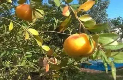 Casa em condomínio 2 dormitórios à venda águas claras viamão/rs