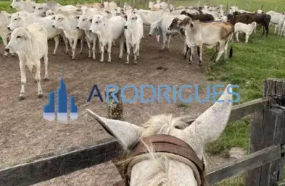 Fazenda à venda em feira de santana-ba, bairro humildes: 2 quartos, 2 salas, 3 banheiros, 10 vagas de garagem, 4.356,00 m² de área. excelente oportunidade e localização!