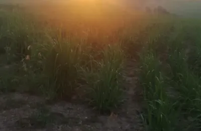 Chácara / sítio à venda na Rua 7 de Setembro, 100, Zona Rural, Saltinho