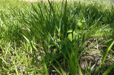 Terreno em condomínio fechado à venda na Rua Capitão José Luciano de Andrade, --, Jardim San Marco, Ribeirão Preto