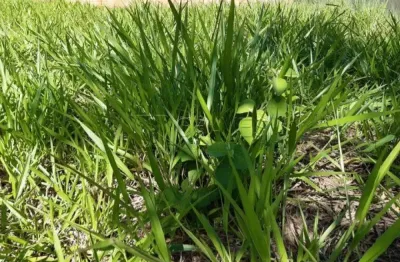 Terreno em condomínio fechado à venda na Estrada Da Limeirinha, Adriamar, --, Jardim San Marco, Ribeirão Preto