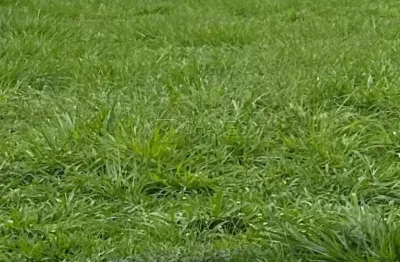 Terreno em condomínio de 553,21 m² à venda no condomínio Alphaville III, Bomfim Paulista Ribeirão Preto