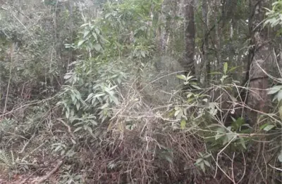 Terreno à venda na Das Paineiras, Sausalito, Mairiporã