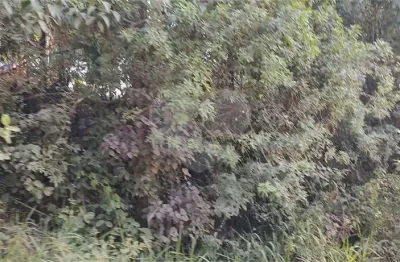 Terreno comercial à venda na Estrada Municipal, 12, Luiz Fagundes, Mairiporã