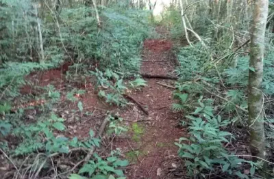 Chácara / sítio à venda na Estrada Vieira, Zona Rural, Marialva