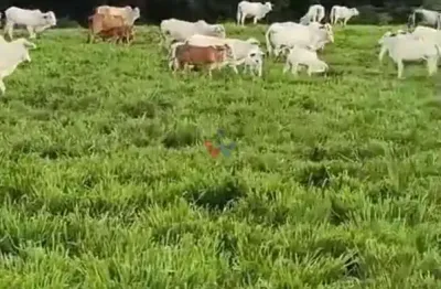 Fazenda / sítio para venda em prudentópolis de 120.00m² com 2 quartos