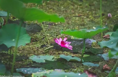 Fazenda / sítio para venda em vargem pequena de 84000.00m² com 1 quarto
