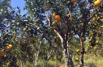 Chácara para venda em picos de 45000.00m² com 4 quartos, 1 suite e 17 garagens