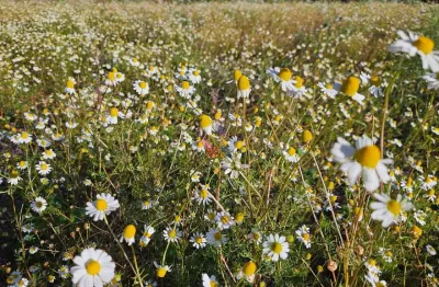 Fazenda / sítio para venda em campo magro de 48400.00m² com 1 quarto