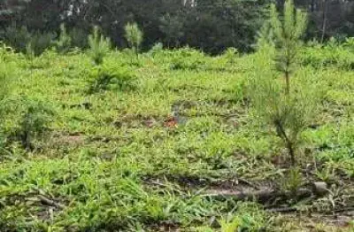 Fazenda / sítio para venda em três córregos de 411400.00m² com 1 quarto