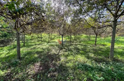 Chácara para venda em quitandinha de 47270.00m² com 1 quarto