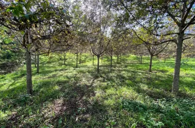 Chácara para venda em quitandinha de 47270.00m² com 1 quarto