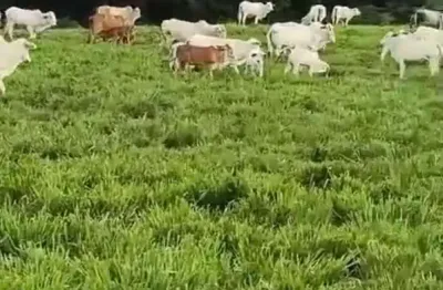 Fazenda / sítio para venda em prudentópolis de 120.00m² com 2 quartos