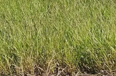 Terreno à venda na Avenida Gustavo Antônio Marcelino, 1777497, Conjunto Habitacional Ana Jacinta, Presidente Prudente