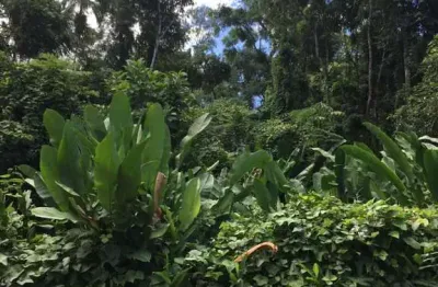 Terreno à venda na Praia do Itamambuca, Ubatuba 