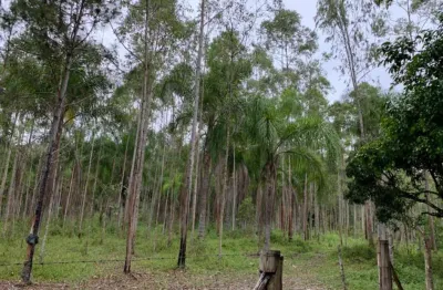 Sítio com 3 nascentes de água mineral, área de 77 hectares,  em jacupiranga - sp;