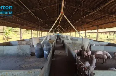 Fazenda produtiva com barracões de suínos e pecuária de corte em araguari, mg: oportunidade imperdível!