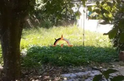 Terreno à venda na Rua Alberto Silva, 648, Vila Ipiranga, Porto Alegre