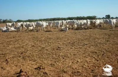 Fazenda à venda no Setor Central, Alvorada 