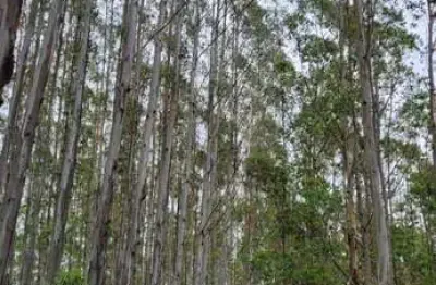 Fazenda à venda no Pedregulho, Guaratinguetá 