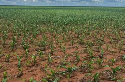 Fazenda excelente com ótima estrutura em canarana/mt