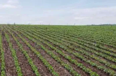 Fazenda à venda no Centro, Feliz Natal 