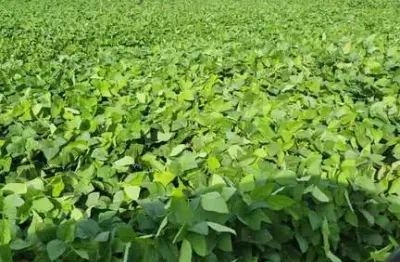 Fazenda à venda no Centro, São Desidério 