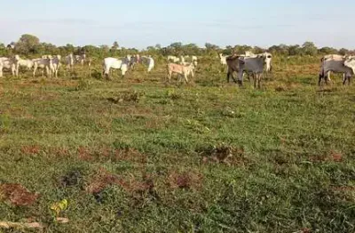 Fazenda à venda no Centro, São Félix do Araguaia 
