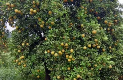 Fazenda à venda no Centro, Campina Verde 