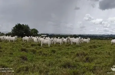 Fazenda à venda no Setor Central, Bandeirantes do Tocantins 