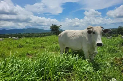 Fazenda à venda no Centro, Acorizal 