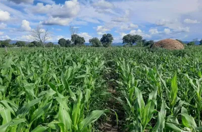 Fazenda à venda no Setor Central, Arraias 