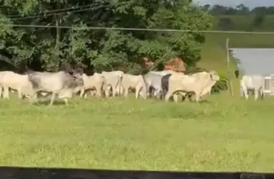 Fazenda à venda no Centro, São Gonçalo do Abaeté 
