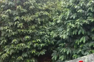 Terreno de 300m² à venda no jardim ana eliza, cambé, pr