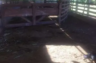Chácara / sítio com 3 quartos à venda na 2 Km Da Rodovia Celso Garcia Cid - Pr 323, 00, Água Coro do Boi, Sertanópolis