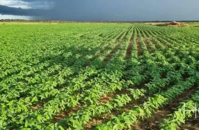 Chácara / sítio com 1 quarto à venda no Centro, Primavera do Leste 
