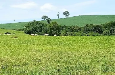 Fazenda à venda – 76 alqueires em pastagem – guaravera – distrito de londrina pr