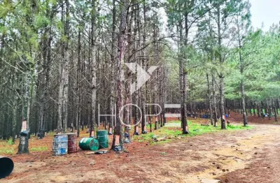 Fazenda com Pinus à Venda - São Miguel Arcanjo SP - Região de Itapetininga - 227 Alqueires 550 He