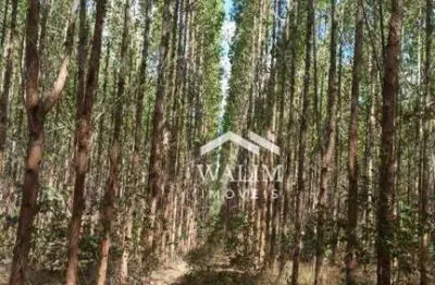 Oportunidade única! fazenda produtiva  2.345 hectaresem lassance com potencial imensurável para a indústria carvoeira