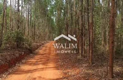 Fazenda à venda em abaeté, mg - 80 hectares com eucalipto em segundo corte!