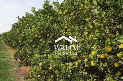 Fazenda citros, exclusiva à venda,  1.300 alqueires paulista!!
