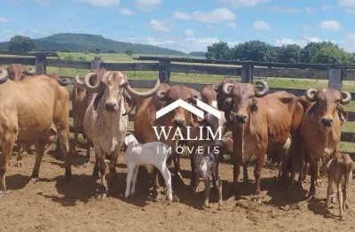 Fazenda pecuária leiteira de elite à venda em manga (mg), 4.000 ha, r$23 milhões