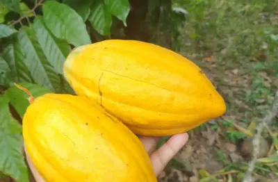 Excelente sitio com arvores frutiferas na cidade de deus - simoes filho
