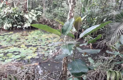 Terreno à venda na Rua Doze, Verde Mar, Caraguatatuba